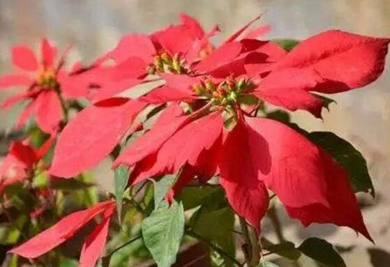 一品紅什么時候開花，一品紅在每年12月至翌年2月開花