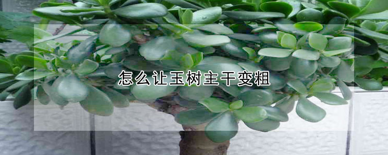 怎么讓玉樹(shù)主干變粗