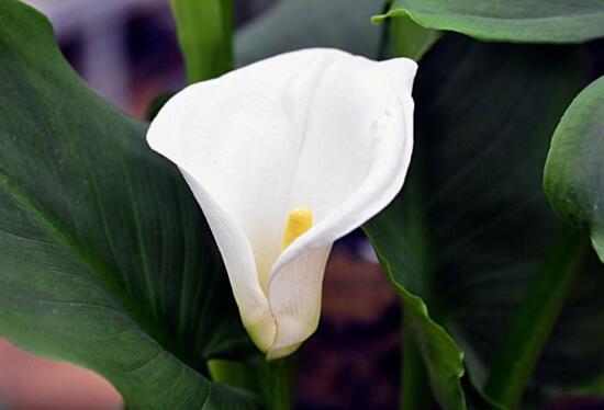馬蹄蓮花語(yǔ)是什么，馬蹄蓮的寓意歌頌友情之美