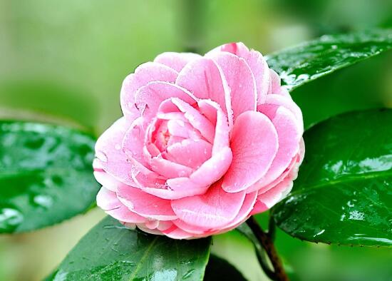 茶花怎么養(yǎng)才長得好，茶花養(yǎng)殖方法和注意事項