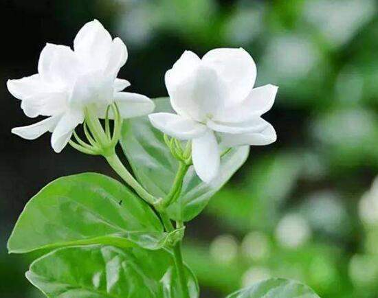 茉莉花花期多久，茉莉花花期長(zhǎng)達(dá)半年(5-10月)