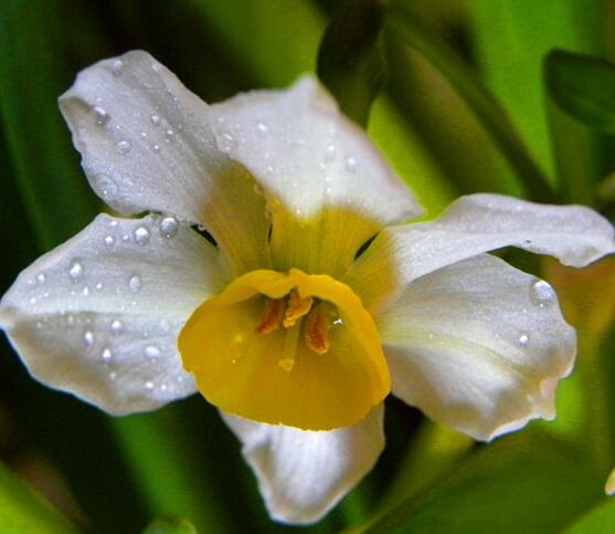 水仙花可以四季水培嗎，水仙花水培方法
