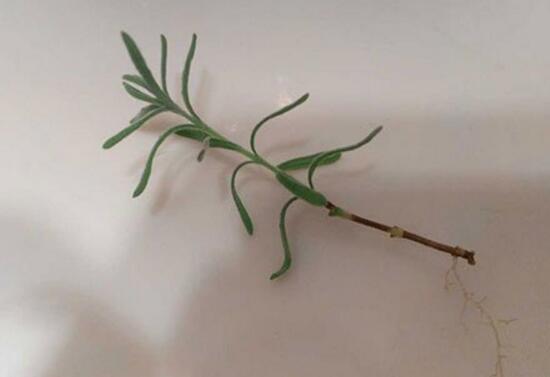 薰衣草怎么扦插，薰衣草的繁殖方法
