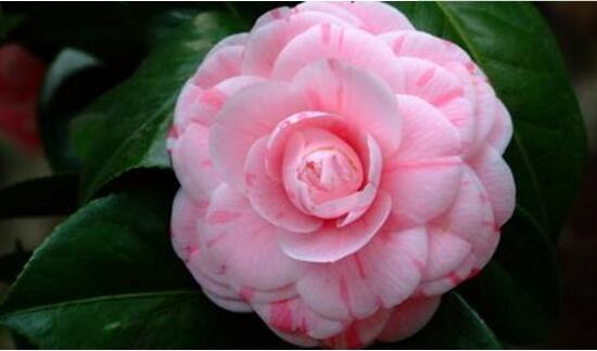 茶花的花語是什么，山茶花花語及代表意義