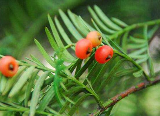 家養(yǎng)紅豆杉有什么好處，延年益壽、身體健康、長(zhǎng)壽幸福