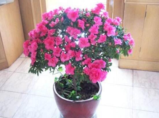 杜鵑花花期多長時(shí)間，杜鵑花一年開幾次花