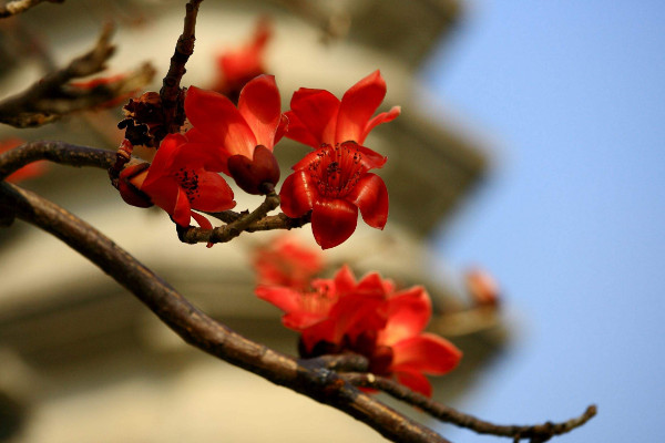 木棉花花語是什么，珍惜身邊的快樂和幸福