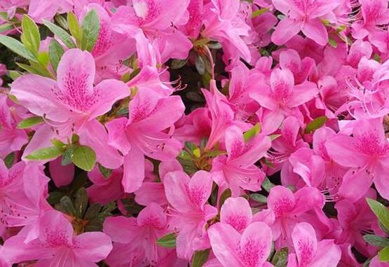 杜鵑花什么時候開，不同品種不同時期開