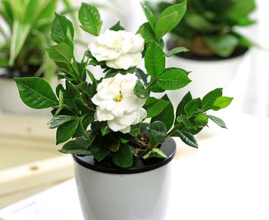 梔子花怎么爆盆，梔子花爆盆的養(yǎng)護(hù)方法