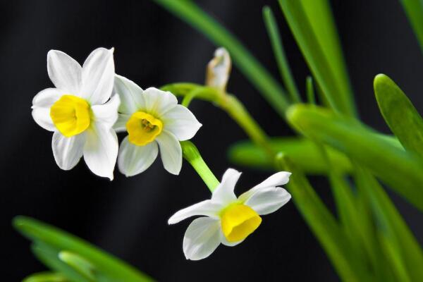 水仙花怎么會養(yǎng)好，養(yǎng)好水仙花只需要5步