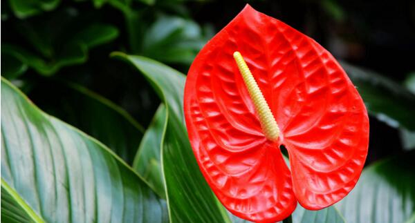 紅掌蟲害及防治辦法，紅掌病害及防治辦法