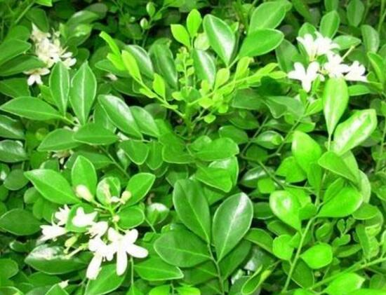 九里香怎么養(yǎng)，九里香的養(yǎng)殖方法