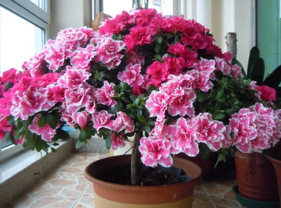 杜鵑花為什么爛根，杜鵑花爛根怎么辦