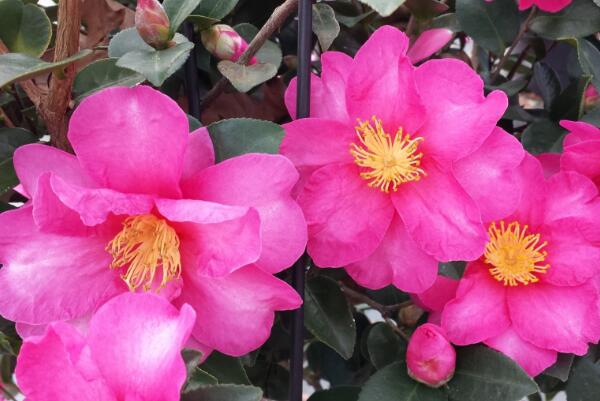 茶花怎么養(yǎng)，茶花的養(yǎng)殖方法和注意事項