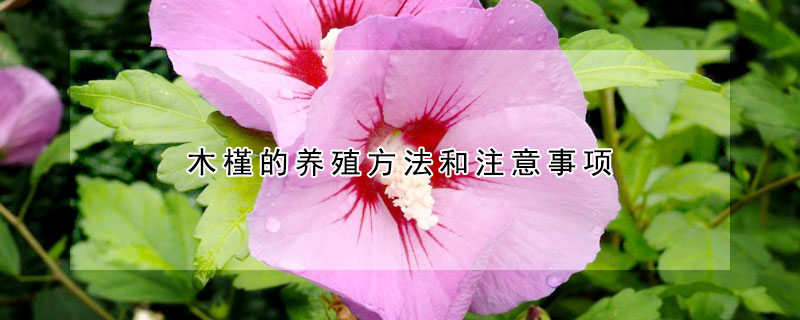 木槿的養(yǎng)殖方法和注意事項(xiàng)