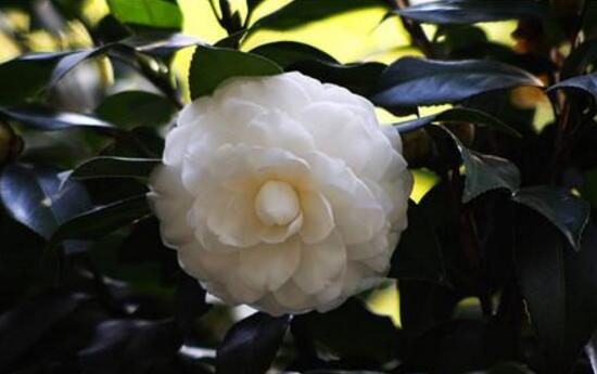 茶花用什么肥料好，茶花的四季施肥方法