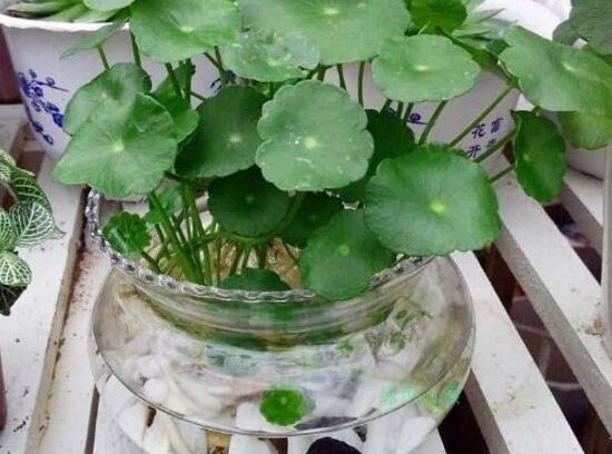 銅錢(qián)草爛根是什么原因，銅錢(qián)草爛根了怎么辦