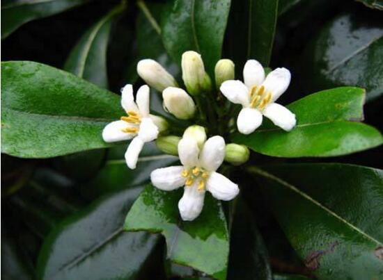 平安樹開花嗎，平安樹養(yǎng)多久可以開花