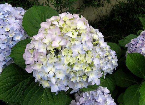 繡球花花期多久，花開(kāi)花謝持續(xù)25天(6-8月開(kāi)花)