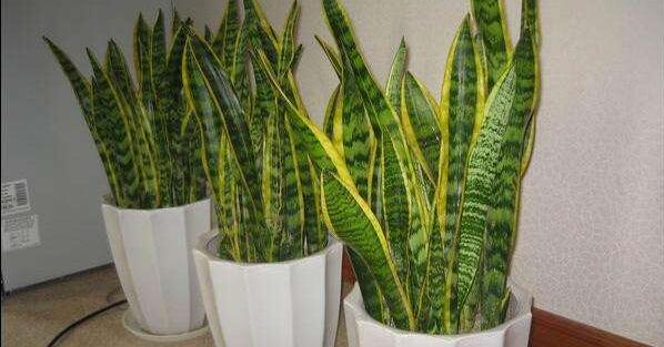 虎尾蘭和虎皮蘭的區(qū)別是什么，虎尾蘭和虎皮蘭哪個(gè)好