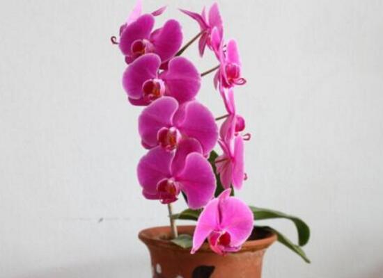 蝴蝶蘭花謝后怎么處理，最簡單蝴蝶蘭家庭養(yǎng)法
