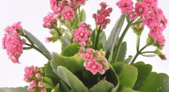 長(zhǎng)壽花怎么修剪，長(zhǎng)壽花修剪方法