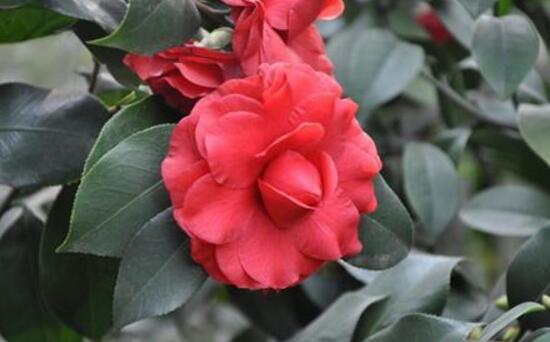 茶花怎么修剪，茶花的修剪方法圖解