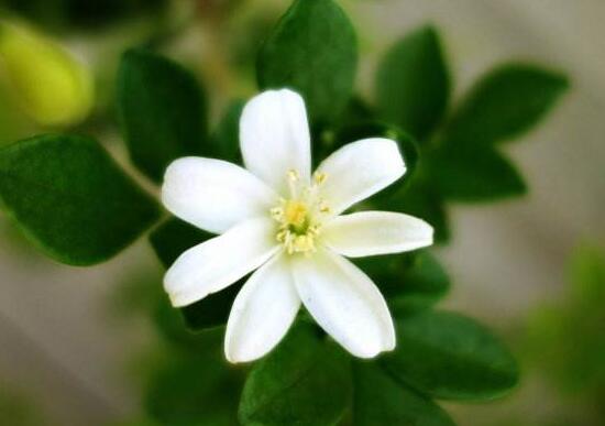 九里香什么時(shí)候開(kāi)花，九里香一年開(kāi)幾次花(七月盛開(kāi))