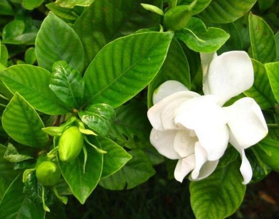 梔子花怎么養(yǎng)，梔子花養(yǎng)殖方法