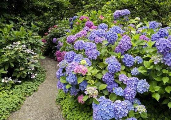 繡球花花期多久，花開(kāi)花謝持續(xù)25天(6-8月開(kāi)花)