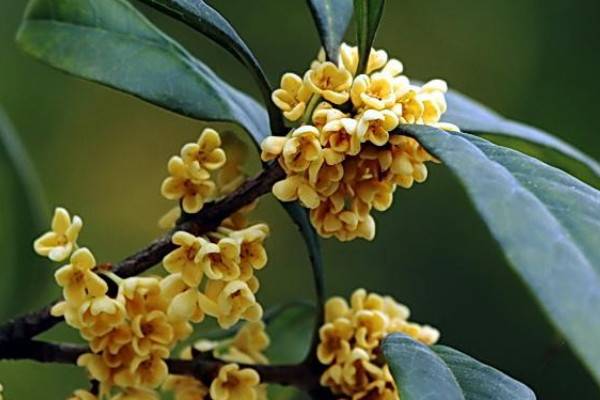 桂花為什么陽臺養(yǎng)不活