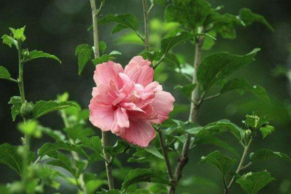 怎樣修剪木槿樹(shù)