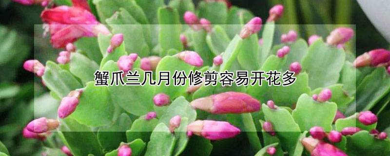 蟹爪蘭幾月份修剪容易開(kāi)花多