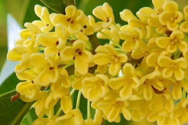 桂花為什么陽臺養(yǎng)不活