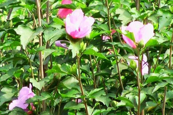 怎樣修剪木槿樹(shù)