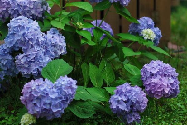 無盡夏開花后怎么修剪