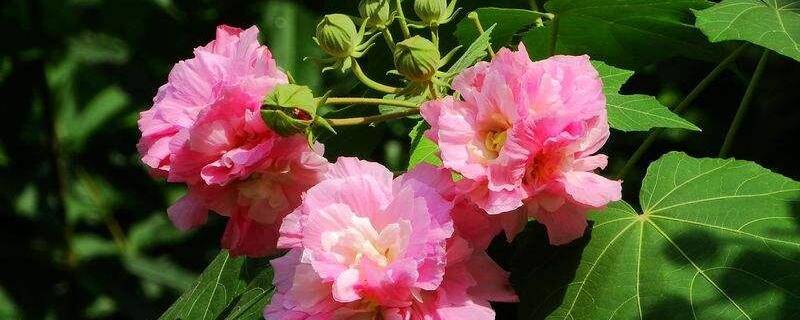 木本芙蓉花的養(yǎng)殖方法