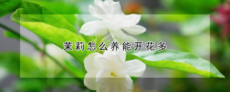 茉莉怎么養(yǎng)能開花多