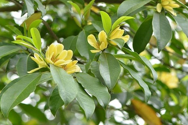 樂(lè)昌含笑是常綠樹嗎