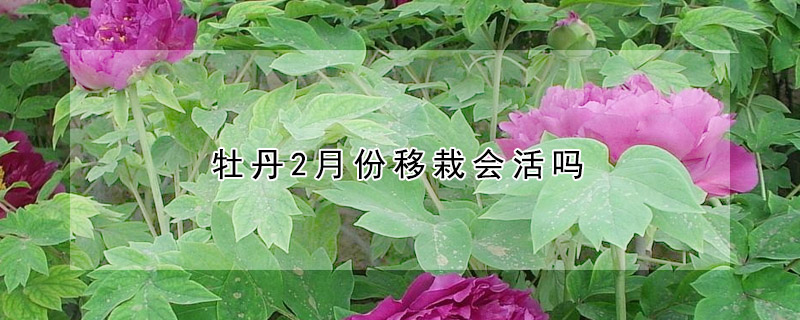 牡丹2月份移栽會(huì)活嗎