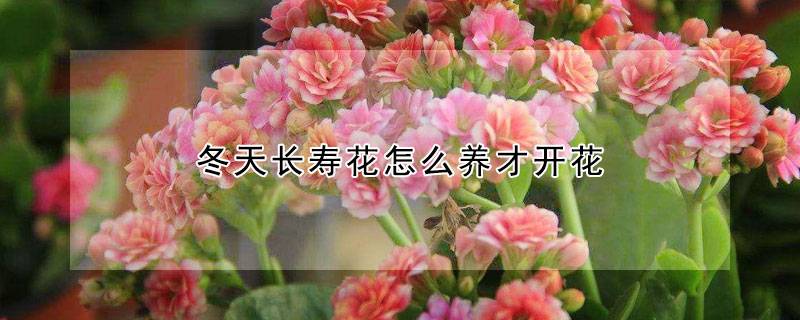 冬天長(zhǎng)壽花怎么養(yǎng)才開(kāi)花
