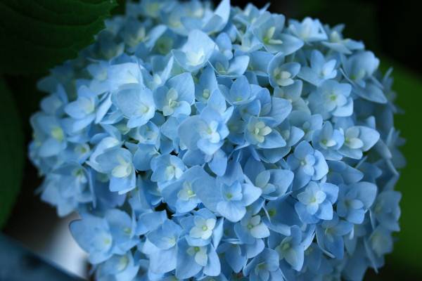 無盡夏開花后怎么修剪