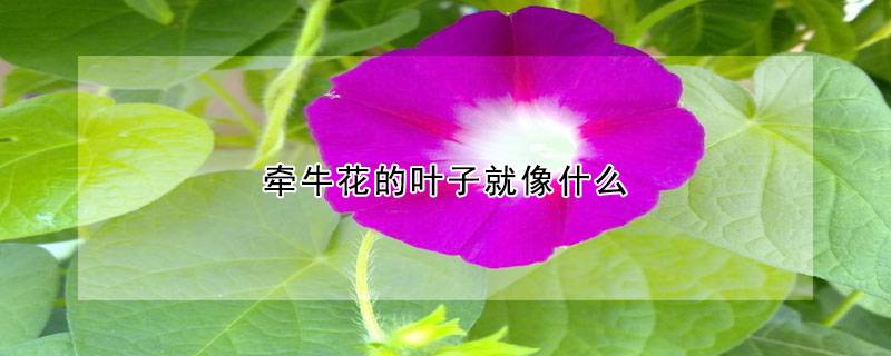 牽?；ǖ娜~子像什么