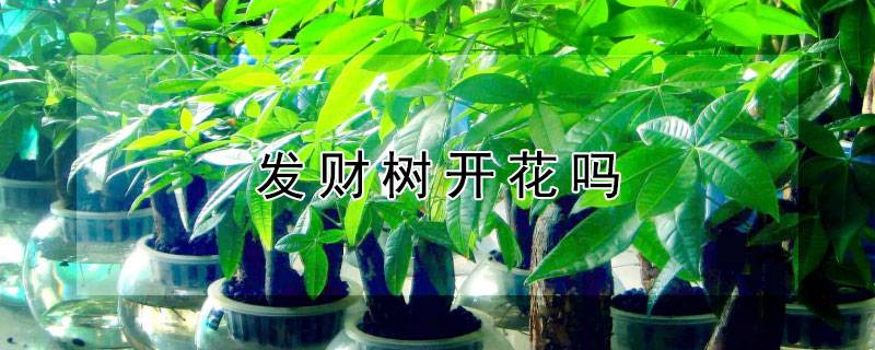 發(fā)財(cái)樹開花嗎