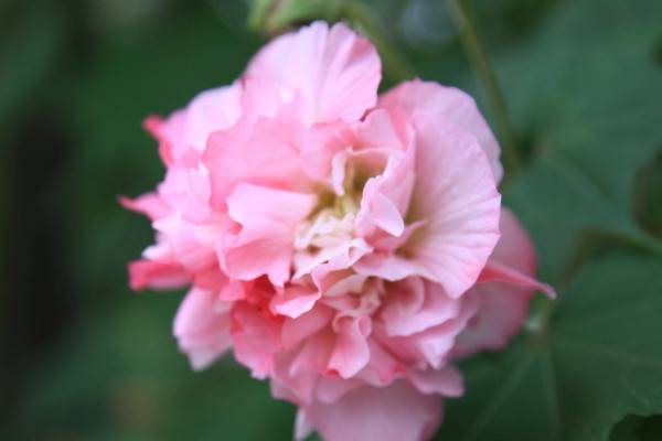 芙蓉花的葉子怎么栽呢