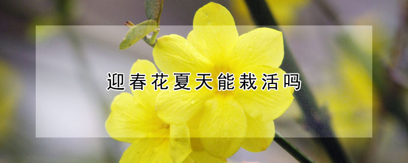 迎春花夏天能栽活嗎