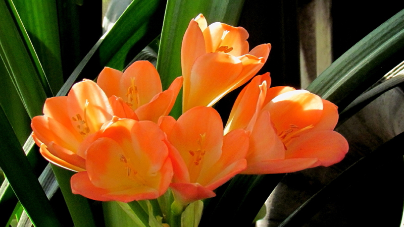 君子蘭開花的養(yǎng)護(hù)